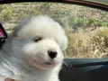 Karbeyazı safkan samoyed yavrularım