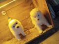 Karbeyazı safkan samoyed yavrularım