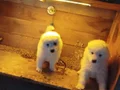 Karbeyazı safkan samoyed yavrularım