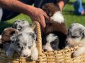 Kızıl/ merle border collie yavrularım