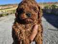 KORE KAN TOY POODLE YAVRULARIM