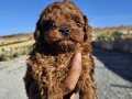 KORE KAN TOY POODLE YAVRULARIM