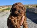 KORE KAN TOY POODLE YAVRULARIM