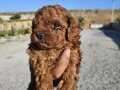 KORE KAN TOY POODLE YAVRULARIM