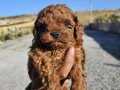 KORE KAN TOY POODLE YAVRULARIM