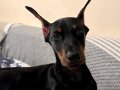 IRKININ EN İYİSİ KİNG DOBERMAN ALBAY