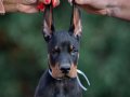 IRK GARANTİLİ KİNG DOBERMAN YAVRULARIMIZ