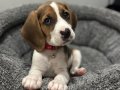 Irk ve sağlık garantili Beagle yavrularım