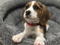 Irk ve sağlık garantili Beagle yavrularım