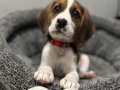 Irk ve sağlık garantili Beagle yavrularım