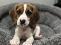 Irk ve sağlık garantili Beagle yavrularım