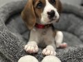 Irk ve sağlık garantili Beagle yavrularım