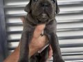 IRK VE SAĞLIK GARANTİLİ CANE CORSO YAVRULARIM