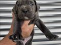 IRK VE SAĞLIK GARANTİLİ CANE CORSO YAVRULARIM
