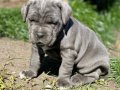 IRK VE SAĞLIK GARANTİLİ CANE CORSO YAVRULARIM