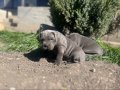 IRK VE SAĞLIK GARANTİLİ CANE CORSO YAVRULARIM