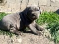 IRK VE SAĞLIK GARANTİLİ CANE CORSO YAVRULARIM