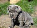 IRK VE SAĞLIK GARANTİLİ CANE CORSO YAVRULARIM