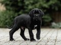 IRKININ EN İYİSİ CANE CORSO YAVRULARIMIZ