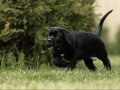 IRKININ EN İYİSİ CANE CORSO YAVRULARIMIZ
