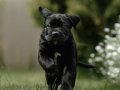 IRKININ EN İYİSİ CANE CORSO YAVRULARIMIZ