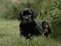 IRKININ EN İYİSİ CANE CORSO YAVRULARIMIZ