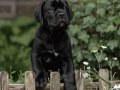 IRKININ EN İYİSİ CANE CORSO YAVRULARIMIZ