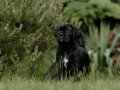 IRKININ EN İYİSİ CANE CORSO YAVRULARIMIZ