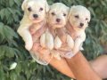 Orjinal ırk ve sağlık garantili maltese terrier yavrularım