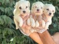 Orjinal ırk ve sağlık garantili maltese terrier yavrularım