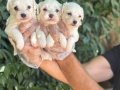 Orjinal ırk ve sağlık garantili maltese terrier yavrularım