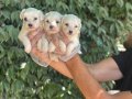 Orjinal ırk ve sağlık garantili maltese terrier yavrularım