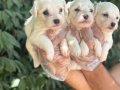 Orjinal ırk ve sağlık garantili maltese terrier yavrularım