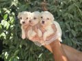 Orjinal ırk ve sağlık garantili maltese terrier yavrularım