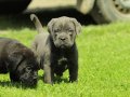 Irkının en iyisi cane Corso yavrularım
