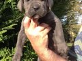 Irkının en iyisi cane Corso yavrularım
