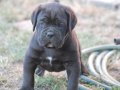 Irkının en iyisi cane Corso yavrularım