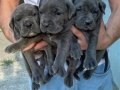 Irkının en iyisi cane Corso yavrularım