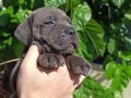 Irkının en iyisi cane Corso yavrularım