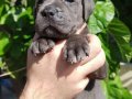 Irkının en iyisi cane Corso yavrularım