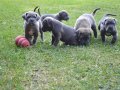 Irkının en iyisi cane Corso yavrularım