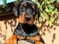 Irk ve Sağlık Garantili King Doberman Yavrularım 