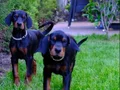 Irk ve Sağlık Garantili King Doberman Yavrularım 