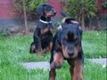 Irk ve Sağlık Garantili King Doberman Yavrularım 
