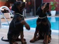 Irk ve Sağlık Garantili King Doberman Yavrularım 