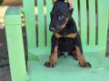 Irk ve Sağlık Garantili King Doberman Yavrularım 