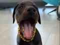 Irk ve Sağlık Garantili King Doberman Yavrularım 