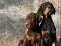 Irk ve Sağlık Garantili King Doberman Yavrularım 