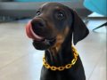 Irk ve Sağlık Garantili King Doberman Yavrularım 
