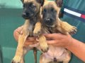 Irk ve sağlık garantili belçika malinois yavrularım
